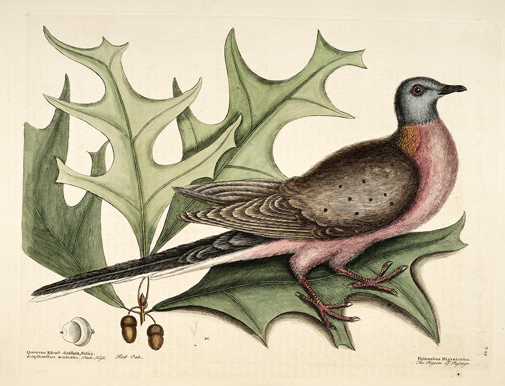 Pigeon of Passage - Plate 23 in Volume 1 of The Natural History of Carolina, Florida and Bahamas by Mark Catesby, George Edwards published in 1754