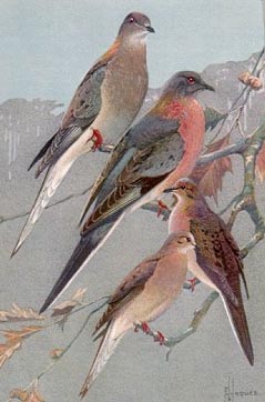 Birds of Minnesota. Bird portraits in color, plate 41. Passenger Pigeons and Mourning Doves