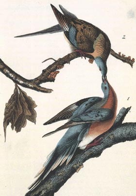 Passenger Pigeon - N.57 Plate 285. Drawn from nature by J.J. Audubon.