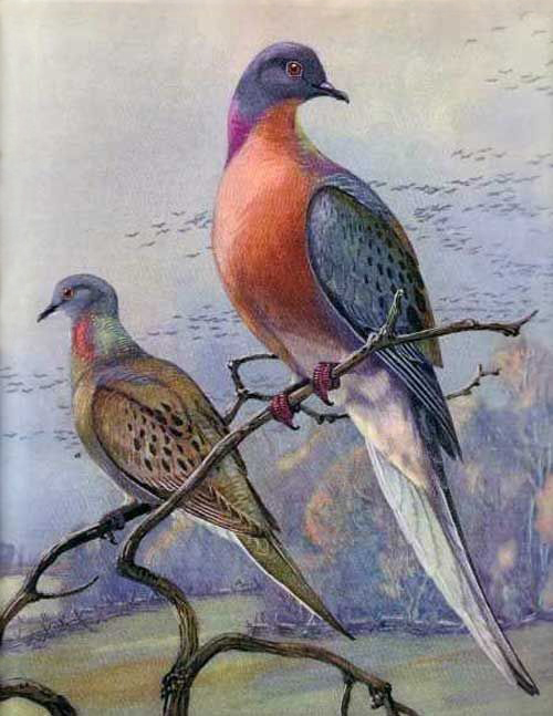 Passenger Pigeons par Allen Brooks. Exposé au Royal Ontario Museum, à Toronto.