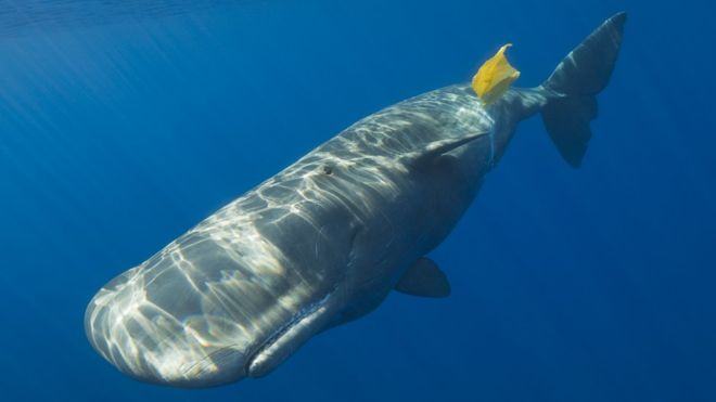 baleine victime du plastique