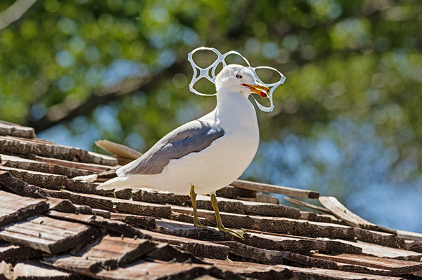 goéland victime du plastique