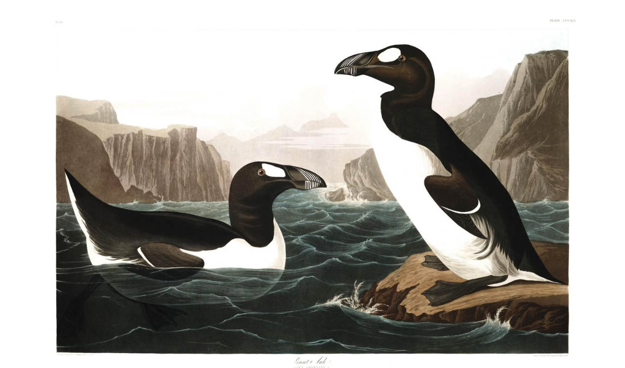 greatauk-audubon