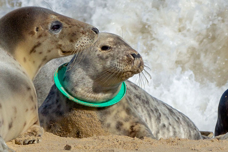 phoque victime du plastique