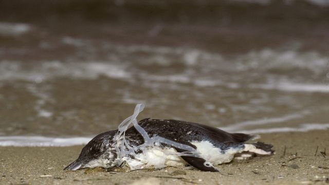 pingouin mort à cause du plastique