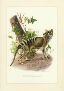 thylacine par Beutelwolf