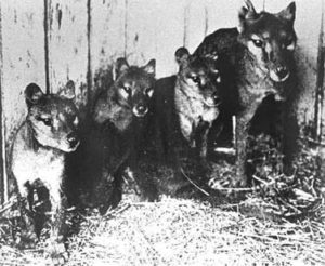 portée de thylacines