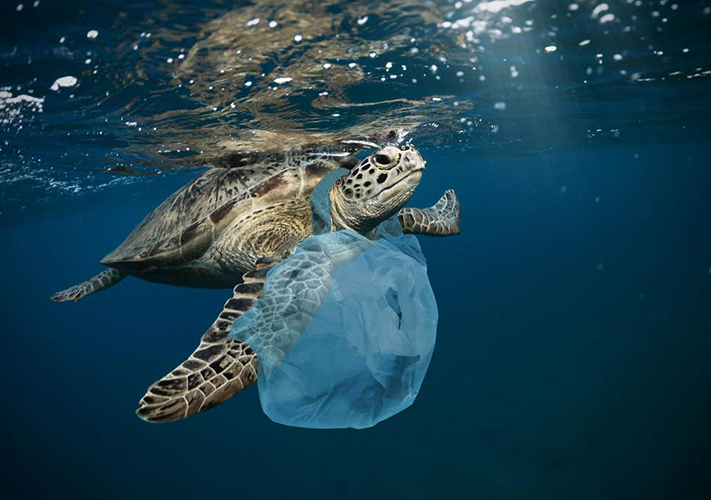 tortue victime du plastique