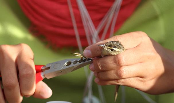 baguage des oiseaux