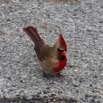 cardinal à deux couleurs