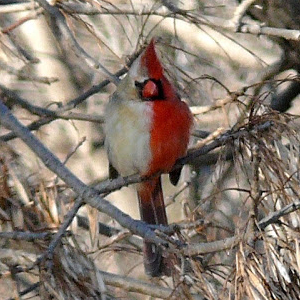 Un cardinal à deux couleurs!