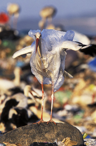 oiseau pris dans un sac de plastique